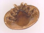 varroa01