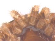 varroa02